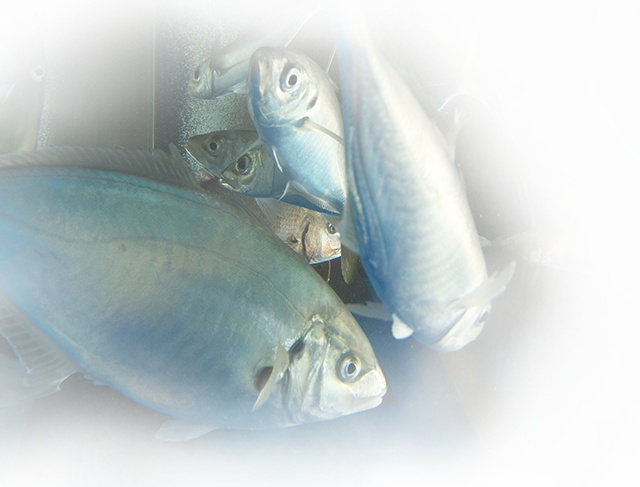 鮮度をその場で楽しむ 贅沢