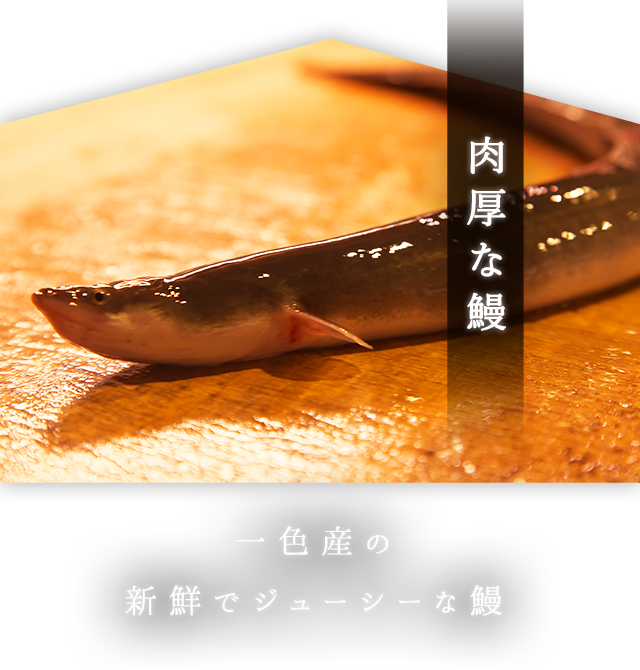 肉厚な鰻